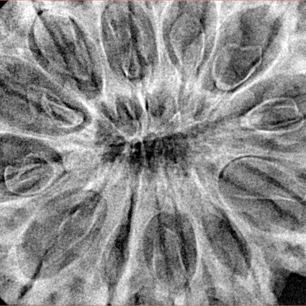 12 Mukhi Rudraksha 38.6mm 8.75gm - Xray