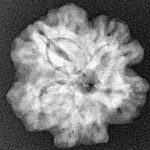 1MK(Underdeveloped) 21.8mm 3.68gm - Xray