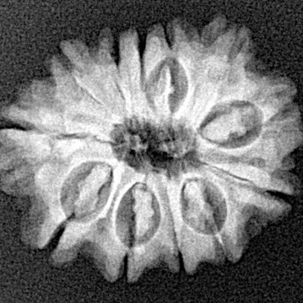 12 Mukhi Rudraksha 21.9mm 2.7gm - Xray