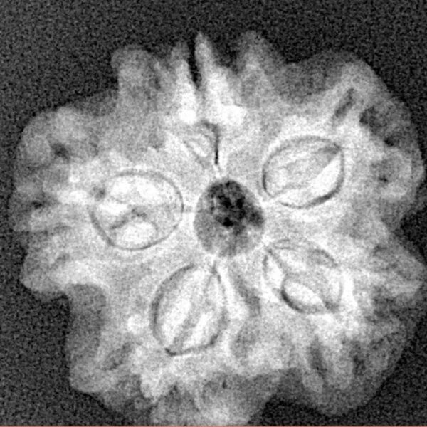 1MK(Underdeveloped) 23.2mm 4.05gm - Xray