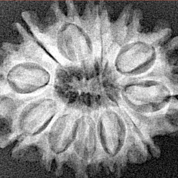 12 Mukhi Rudraksha 26.3mm 3.76gm - Xray
