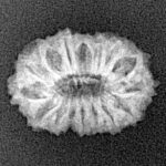 16 Mukhi Rudraksha 18.1mm 1.32gm - Xray