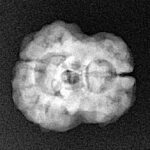 2 Mukhi Rudraksha 22.8mm 2.62gm - Xray
