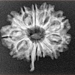 12 Mukhi Ganesh 23.8mm 2.73gm - Xray