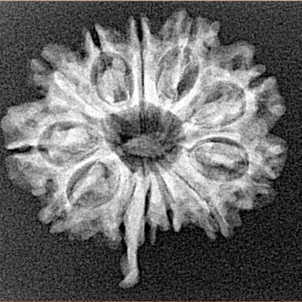 12 Mukhi Ganesh 23.8mm 2.73gm - Xray