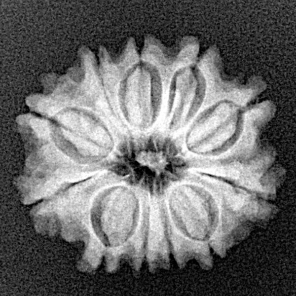 11 Mukhi Rudraksha 20.8mm 2.67gm - Xray
