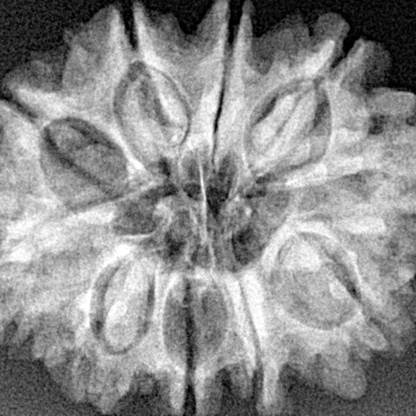 10 Mukhi Rudraksha 27.9mm 4.82gm - Xray