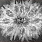 12 Mukhi Rudraksha 29.9mm 3.16gm - Xray