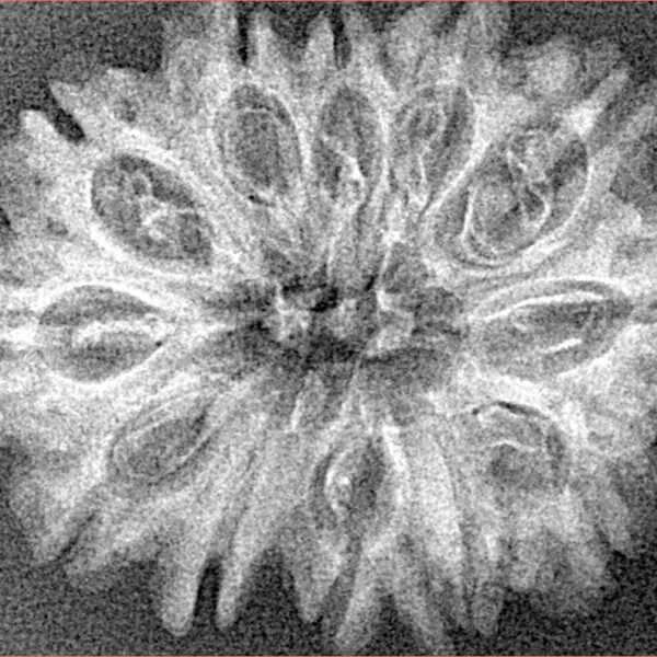 12 Mukhi Rudraksha 29.9mm 3.16gm - Xray