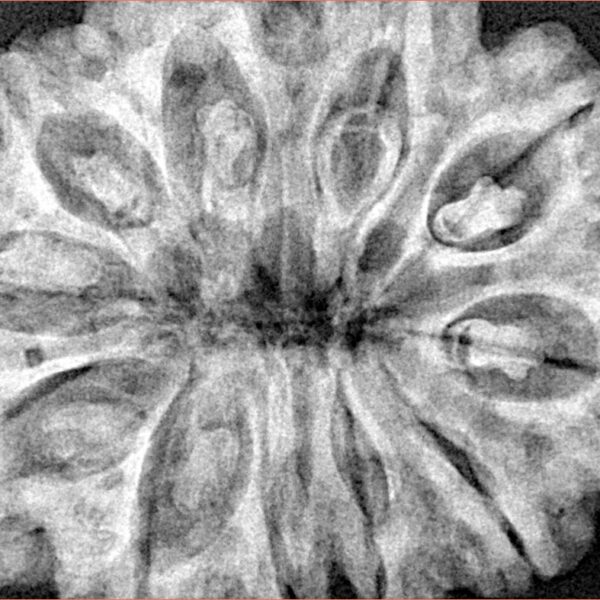 11 Mukhi Rudraksha 34.6mm 9gm - Xray