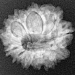 12 Mukhi Rudraksha 22.1mm 2.69gm - Xray