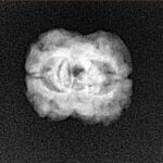 2 Mukhi Rudraksha 23.3mm 1.74gm - Xray