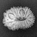 15 Mukhi Rudraksha 19.2mm 1.44gm - Xray