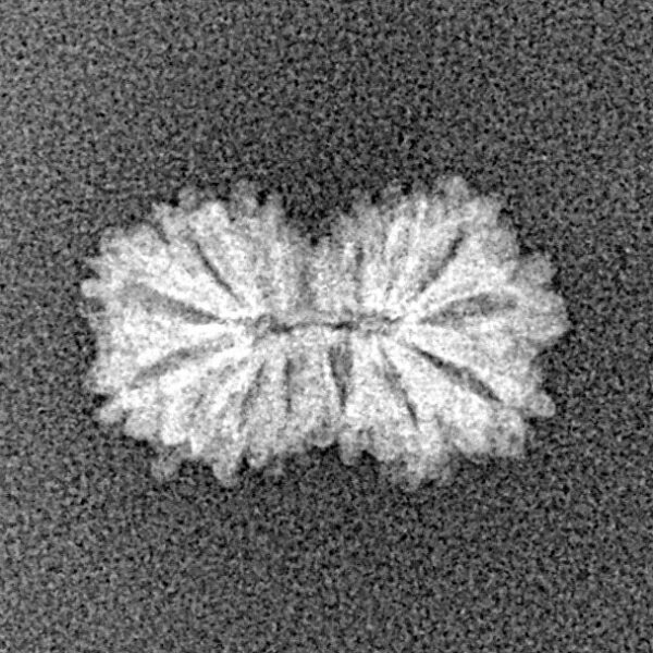 15 Mukhi Rudraksha 14.8mm 0.53gm - Xray