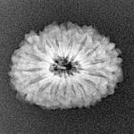 16 Mukhi Rudraksha 20mm 1.73gm - Xray