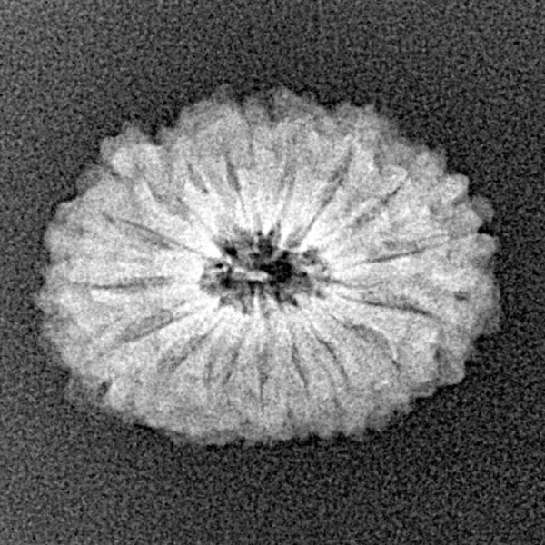 16 Mukhi Rudraksha 20mm 1.73gm - Xray