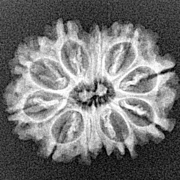 11 Mukhi Rudraksha 22.6mm 2.31gm - Xray