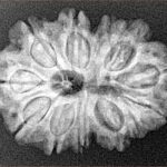 12 Mukhi Rudraksha 28mm 4.26gm - Xray