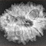 Sawar/Ganesh (11+1) 25.2mm 2.83gm - Xray