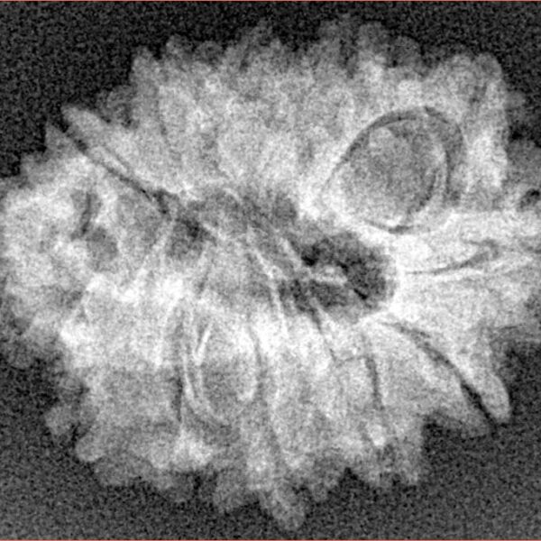 Sawar/Ganesh (11+1) 25.2mm 2.83gm - Xray