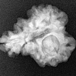 Sawar/Ganesh (2+1) 21mm 3.28gm - Xray