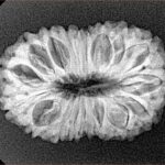 18 Mukhi Rudraksha 27mm 3.61gm - Xray