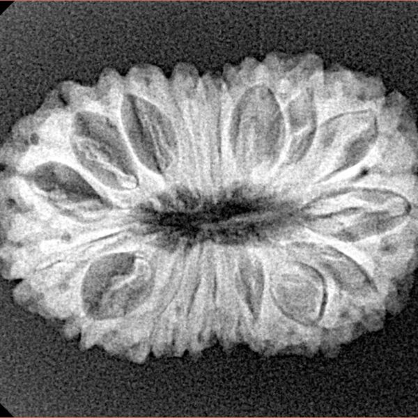 18 Mukhi Rudraksha 27mm 3.61gm - Xray