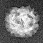 2 Mukhi Rudraksha 14.4mm 0.83gm - Xray