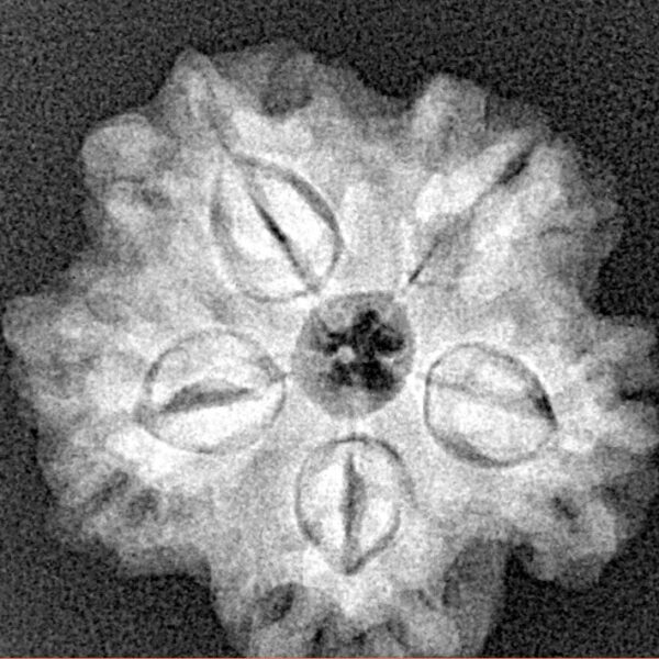 1MK(Underdeveloped) 22.8mm 4gm - Origin: Nepal - Xray