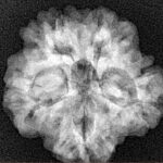 1MK(Underdeveloped) 22.3mm 3.89gm - Xray