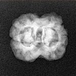 2 Mukhi Rudraksha 22.9mm 2gm - Xray
