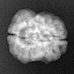 2 Mukhi Rudraksha 22.6mm 2.26gm - Xray