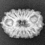 16 Mukhi Rudraksha 20.9mm 1.82gm - Xray