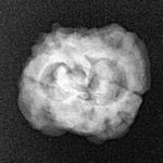 2 Mukhi Rudraksha 25mm 2.13gm - Xray