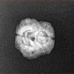2 Mukhi Rudraksha 22.7mm 1.56gm - Xray