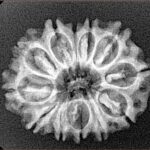 12 Mukhi Rudraksha 25.6mm 3.1gm - Xray