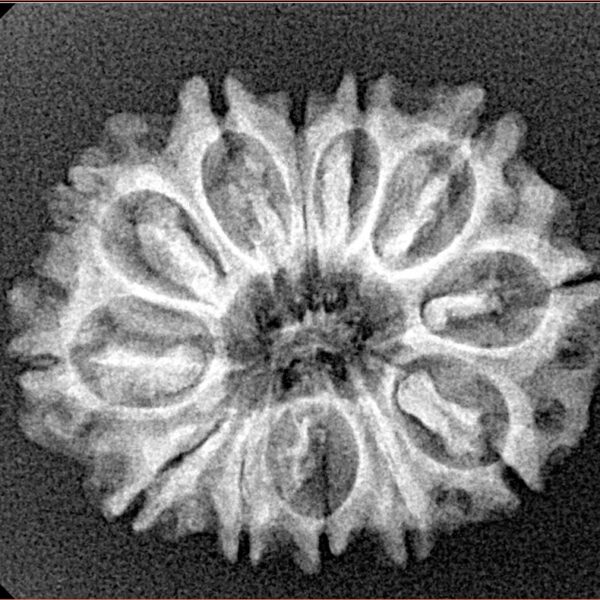 12 Mukhi Rudraksha 25.6mm 3.1gm - Xray