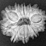 12 Mukhi Rudraksha 22.6mm 2.7gm - Xray
