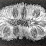 23 Mukhi Rudraksha 32.8mm 4.11gm - Xray