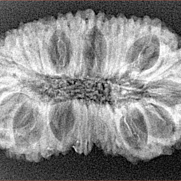 23 Mukhi Rudraksha 32.8mm 4.11gm - Xray