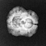 2 Mukhi Rudraksha 23.5mm 2.42gm - Xray