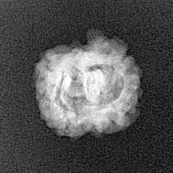 2 Mukhi Rudraksha 20.7mm 1.37gm - Xray