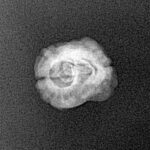 2 Mukhi Rudraksha 20.4mm 1.06gm - Xray