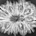 12 Mukhi Rudraksha 29.7mm 4.83gm - Xray