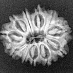 11 Mukhi Rudraksha 23mm 2.51gm - Xray
