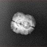 2 Mukhi Rudraksha 21.1mm 1.36gm - Xray