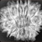 12 Mukhi Ganesh 30.1mm 5.93gm - Xray