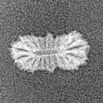 21 Mukhi Rudraksha 12.8mm 0.2gm - Xray