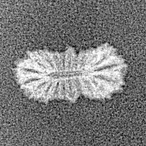 21 Mukhi Rudraksha 12.8mm 0.2gm - Xray