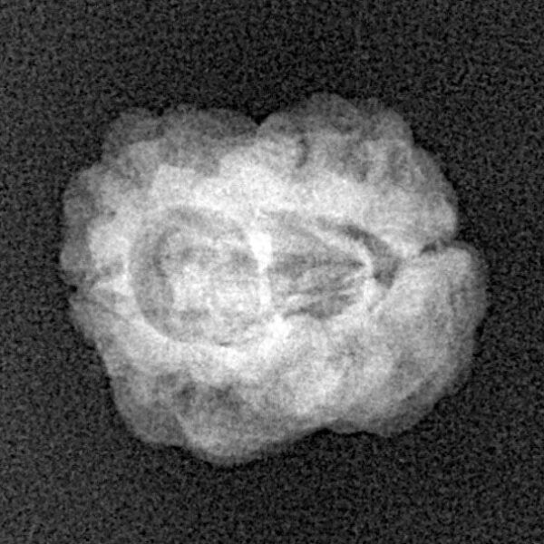 2 Mukhi Rudraksha 21.6mm 1.69gm - Xray